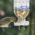 Homemade Bird Feeder
