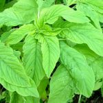 amaranth for babies