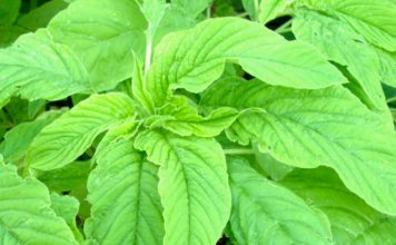 amaranth for babies