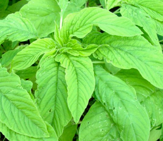 amaranth for babies
