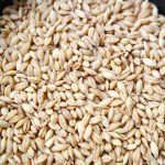 barley for kids