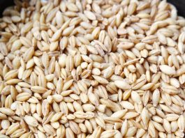 barley for kids