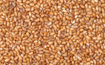 health benefits of teff