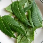 Margosa Leaves
