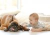 11 Ways to Reduce Pet Allergies at Home