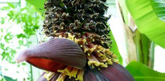 Banana Flower