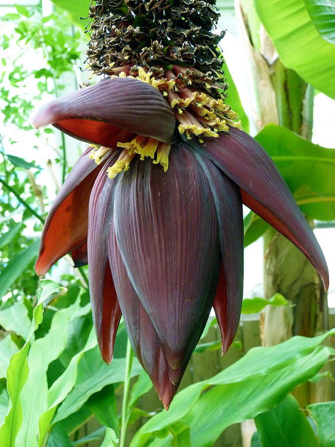 Health Benefits Of Banana Flower For Children