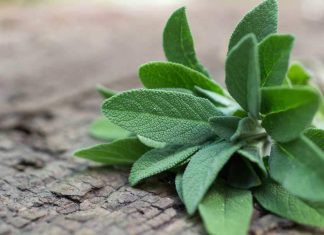 Health Benefits of Sage for Children
