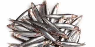 Health Benefits of Anchovies For Children