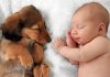 Loving Strategies to Ensure Harmony Between Babies and Fur Babies
