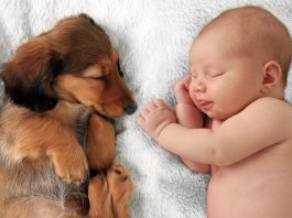 Loving Strategies to Ensure Harmony Between Babies and Fur Babies