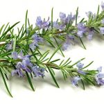 Can I give rosemary to my kid?