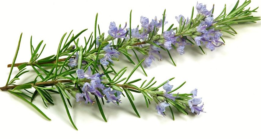 Rosemary for kids, health benefits of rosemary for kids, Rosemary oil for kids, benefits of rosemary for kids