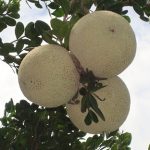 Health Benefits of Wood Apple for Children