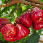 health benefits of rose apple for kids