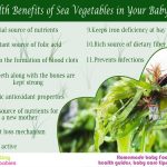 Health Benefits of Sea Vegetables for your Baby