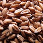 11 Health benefits of spelt in your baby’s diet