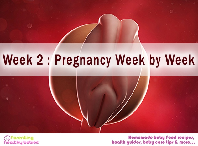 Pregnancy week