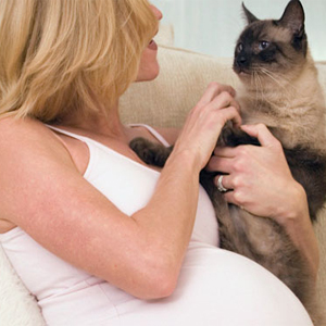 animals while pregnant