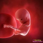 week 10 of pregnancy