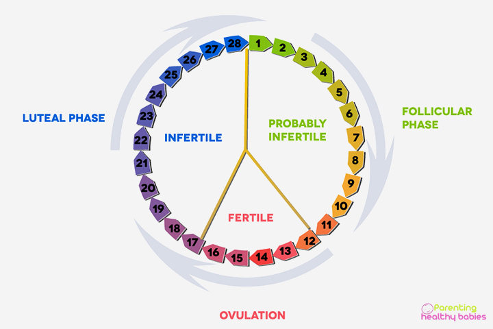ovulation chart