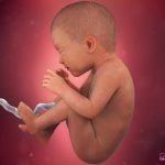 week 35 pregnancy