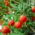 15 Surprising Benefits of Ashwagandha