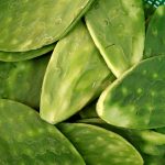11 Amazing Health benefits of Nopales in your Child’s Diet