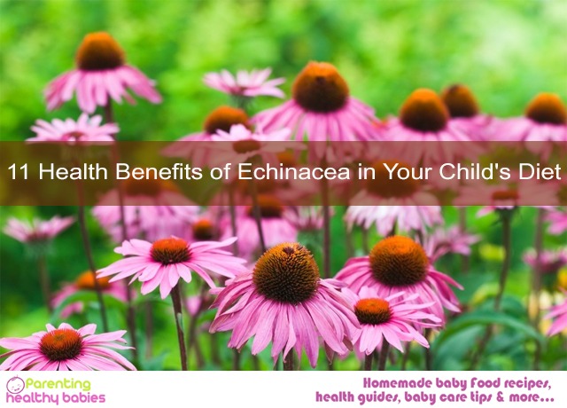 Echinacea