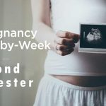 second trimester