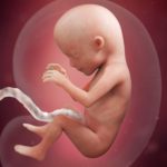 week 15 of pregnancy