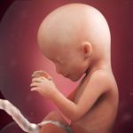week 16 of pregnancy