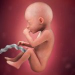 week 20 of pregnancy
