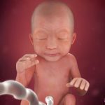 week 24 of pregnancy