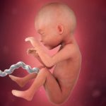 week 25 of pregnancy