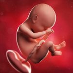 week 38 pregnancy