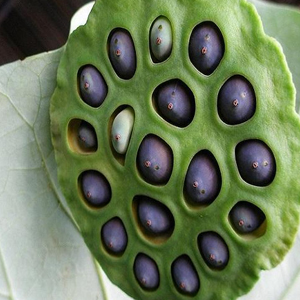Lotus Seeds