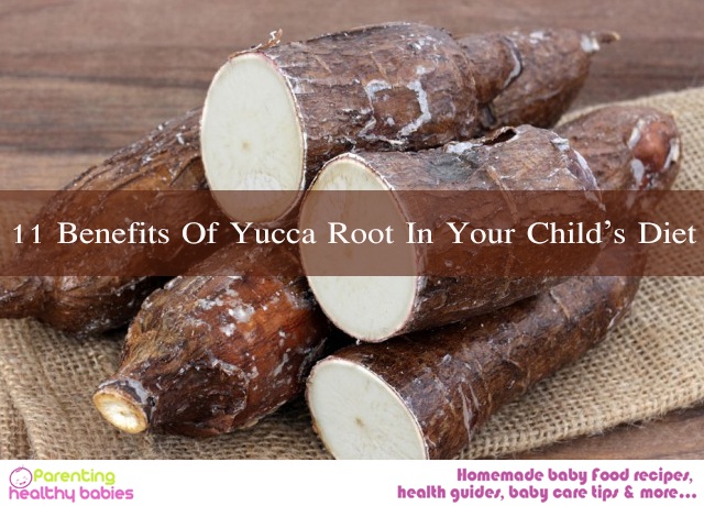 yucca root