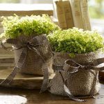 baby plants