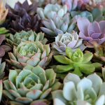 rosette-succulent-favors