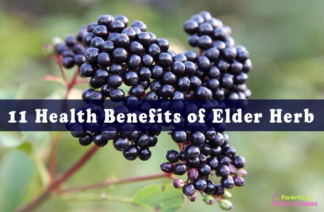 benefits of elder herb