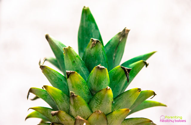 health benefits of pineapple leaves