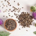 milk thistle during pregnancy