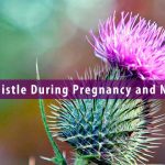 milk thistle during pregnancy and nursing