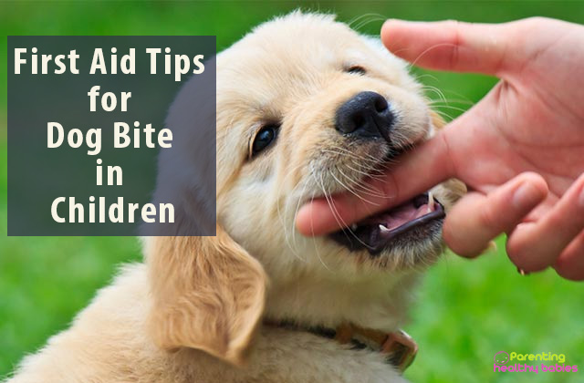 dog bite first aid