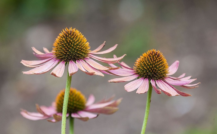 Echinacea for ADD