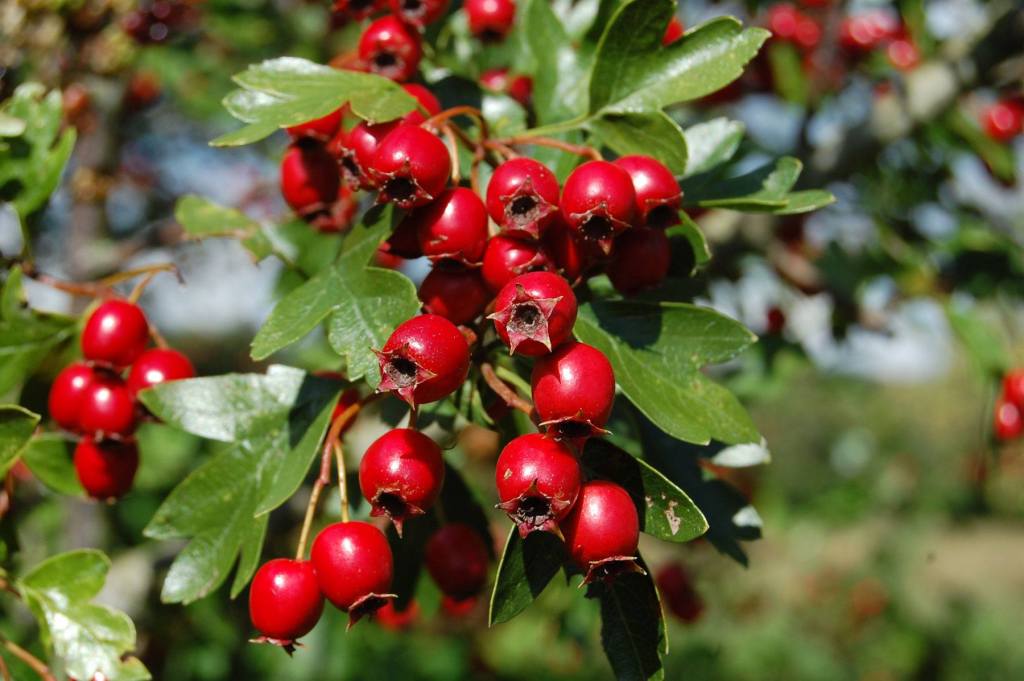 hawthorn berry