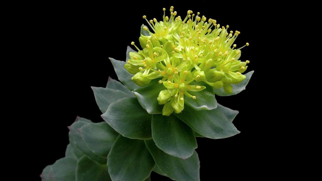 rhodiola