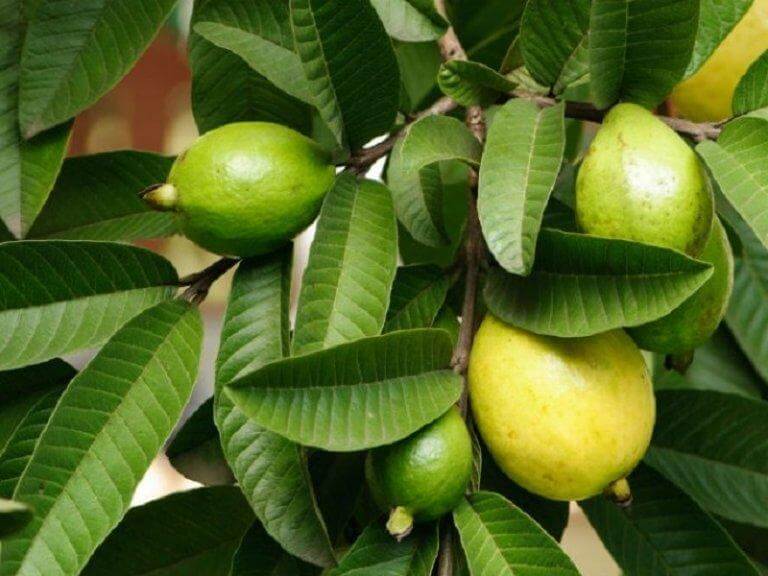 guava leaves