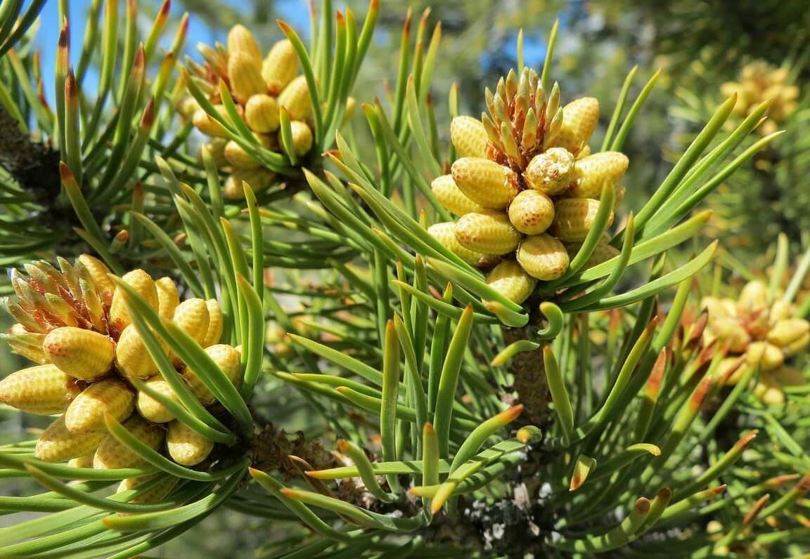 pine pollen